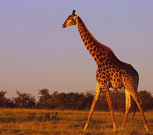 Giraffe